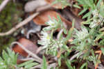 Silver nailwort